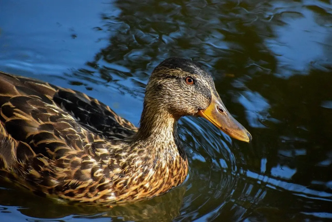 Skam i krydsord løsninger