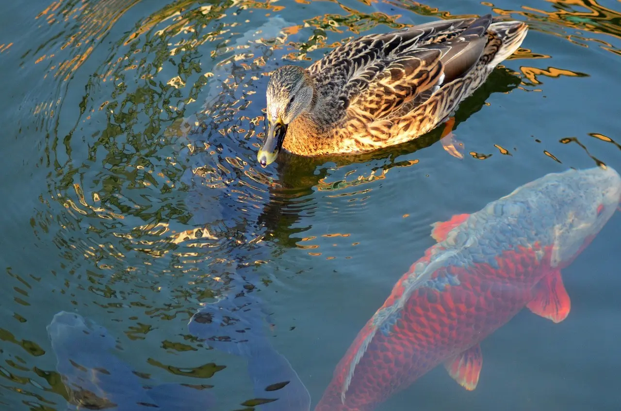 Løsningsordet for Polsk Fisk Krydsord