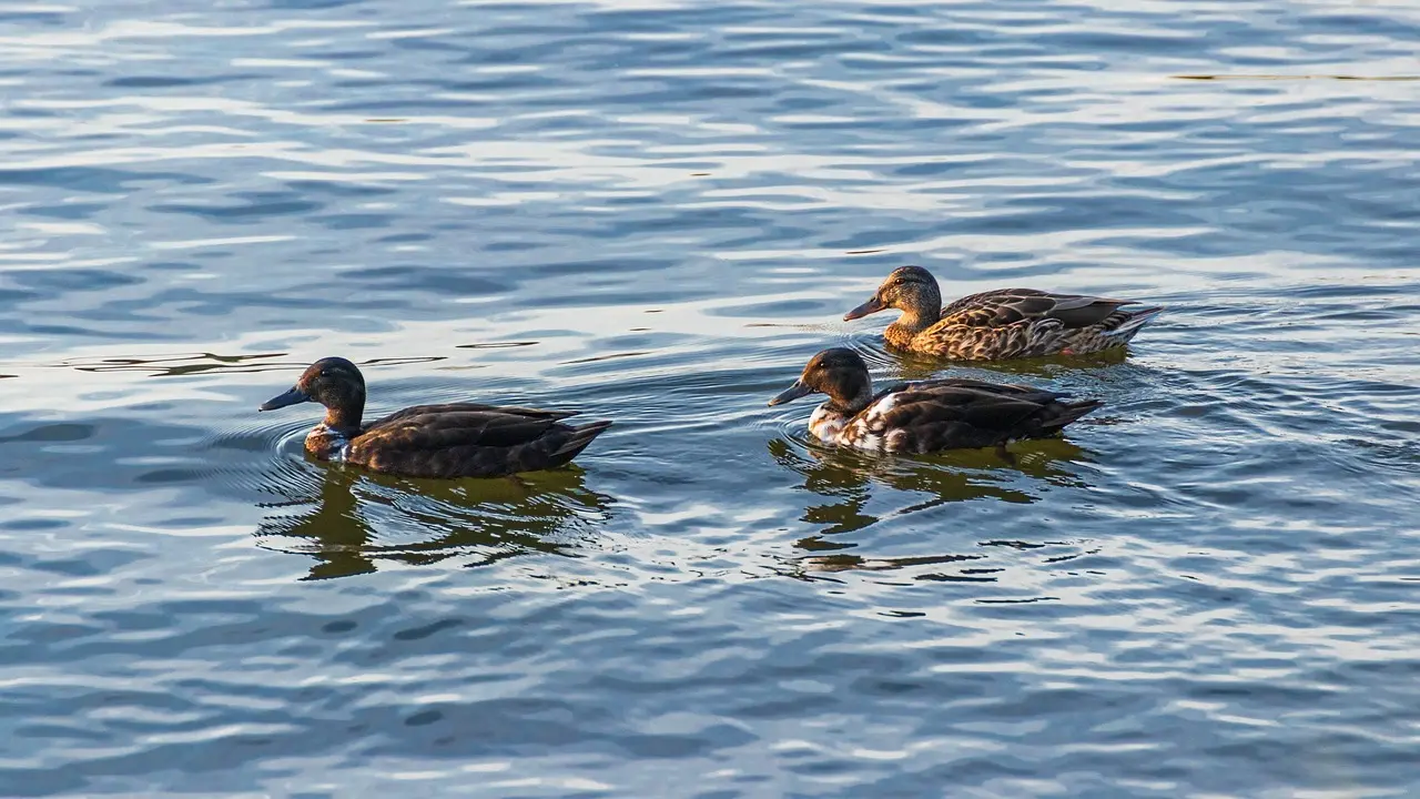 Krydsord løsning til Polsk Fodboldklub