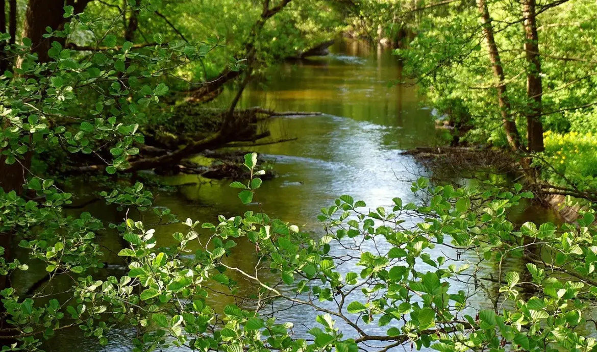 Løsningsforslag til Biflod i krydsord