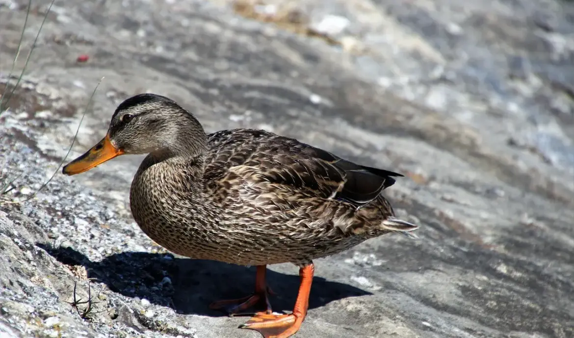 Løsningsliste til Hjælp i Krydsord